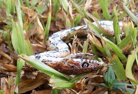 [A close view down in the grass of the snake lying belly up amid the grass blades. The eye looks like a steel ball now in a socket too big for it. The snake appears dried out. The light and dark stripes across its belly are still visible. ]